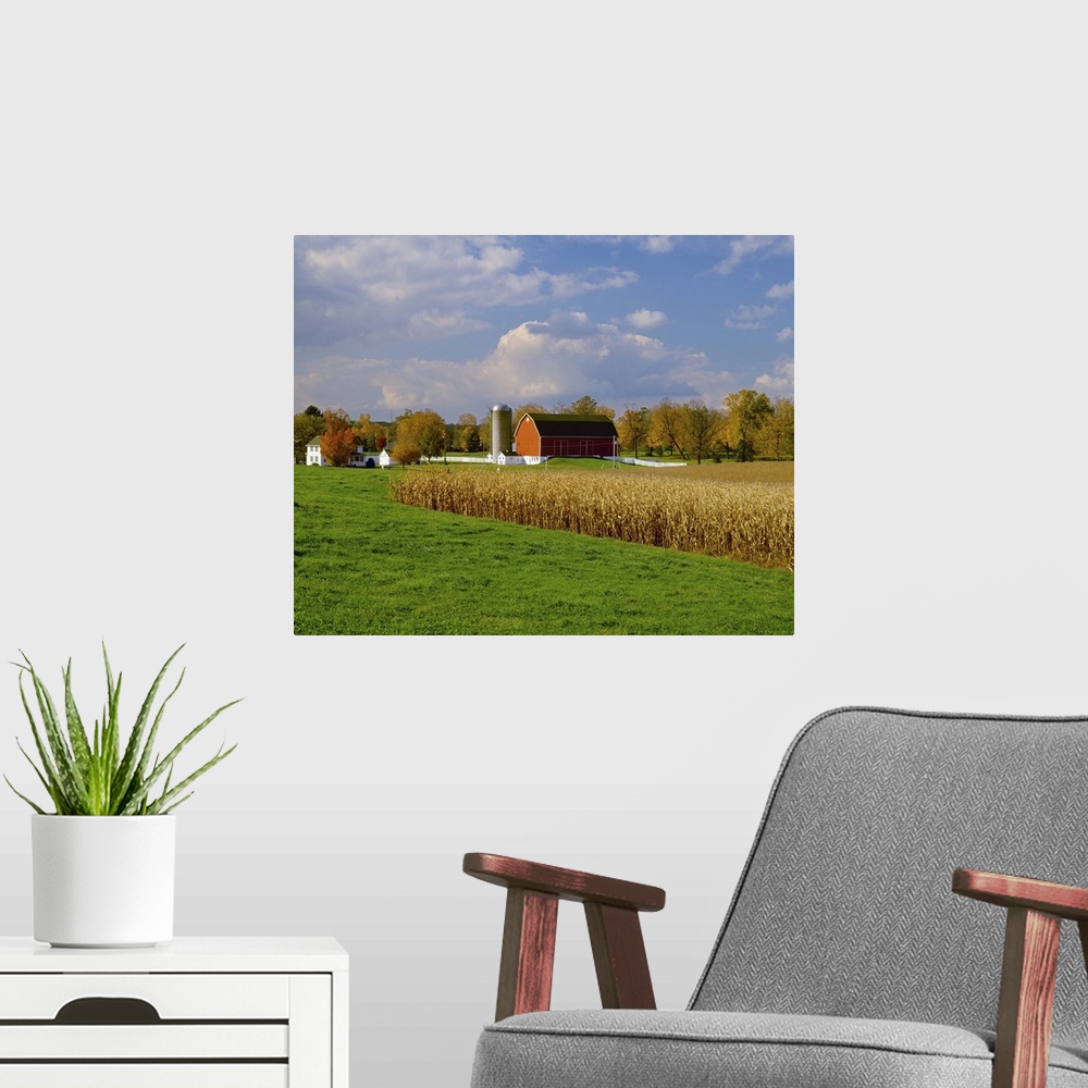 A modern room featuring Mature, harvest ready grain corn fields