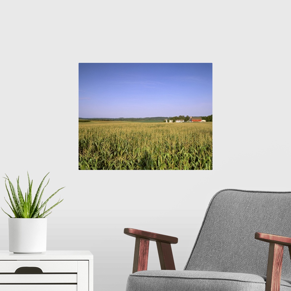 A modern room featuring Mid growth tasseled grain corn field in late afternoon light