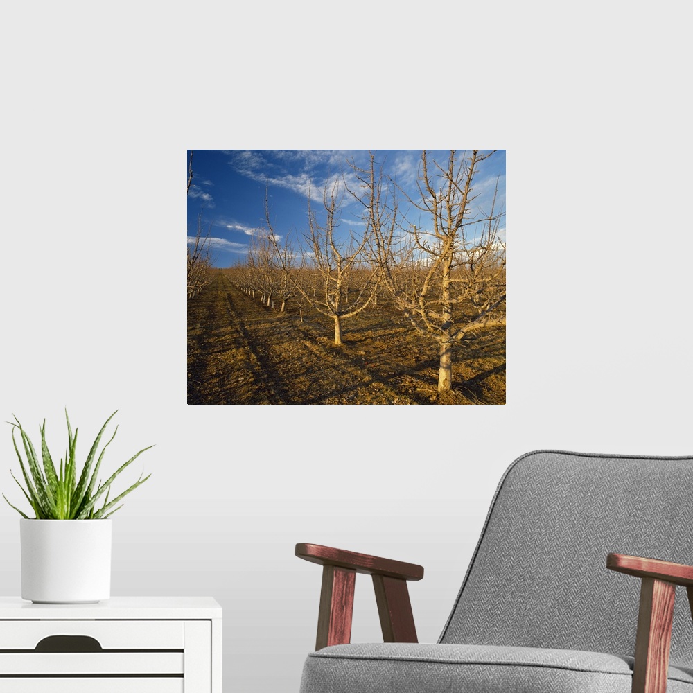 A modern room featuring Red Delicious high density apple orchard in early Spring dormant stage