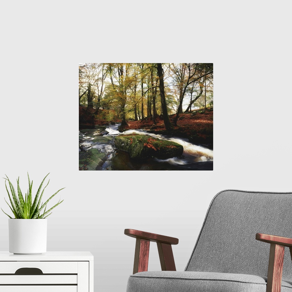 A modern room featuring Sally Gap, County Wicklow, Ireland, Creek In Woods In Autumn