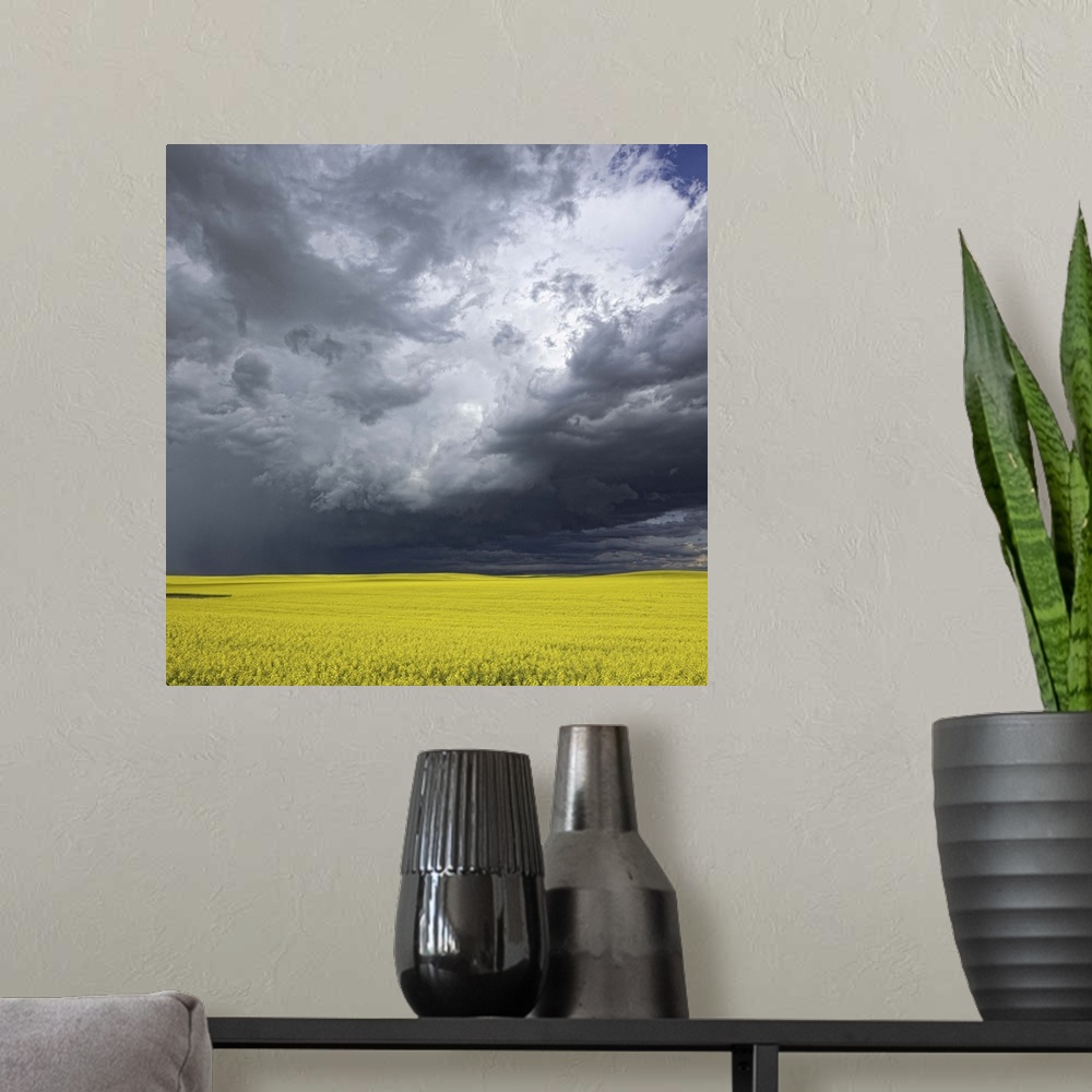 A modern room featuring Storm clouds gather over a sunlit canola field in southern Alberta, Alberta, Canada