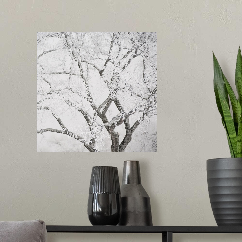 A modern room featuring Tree Branches Covered In Snow, Winnipeg, Manitoba, Canada