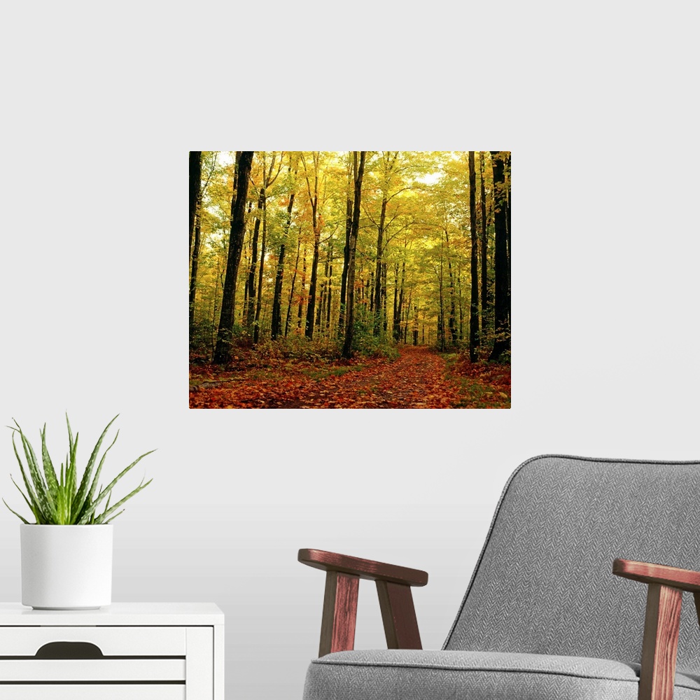 A modern room featuring Trees With Autumn Leaves In The Forest