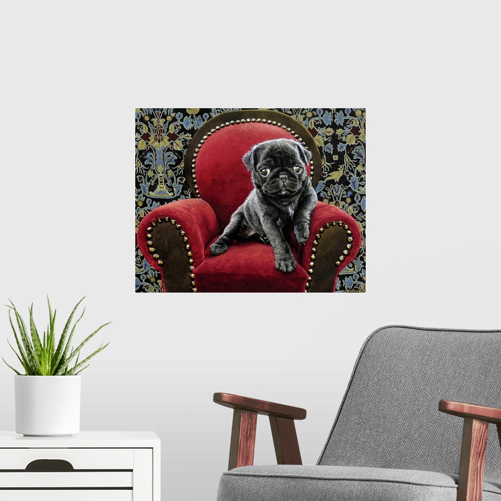 A modern room featuring Image of a black pug puppy sitting on a red velvet chair.