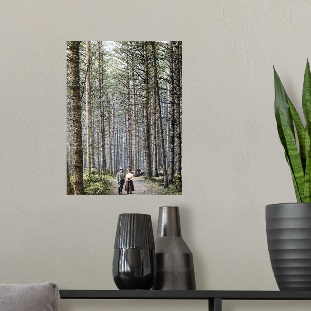 A modern room featuring Cathedral Woods Intervale White Mountains New Hampshire Vintage Photograph
