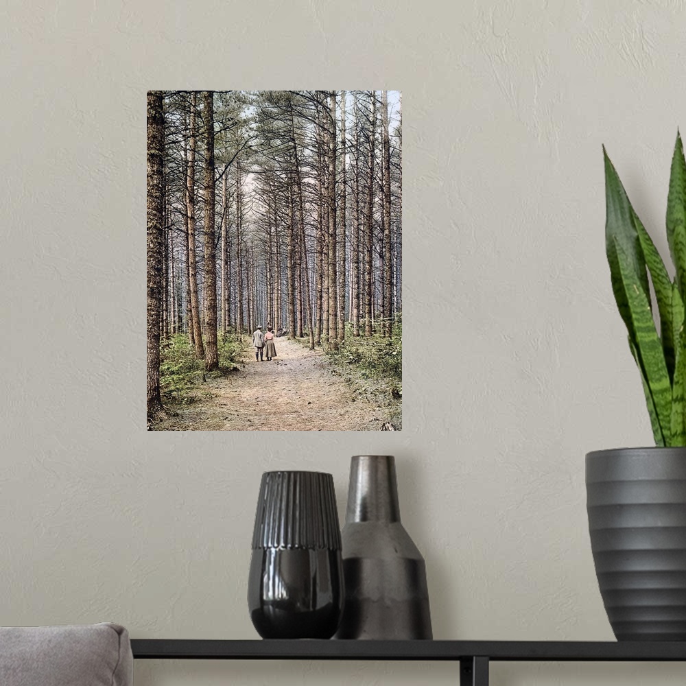 A modern room featuring Cathedral Woods Intervale White Mountains New Hampshire Vintage Photograph