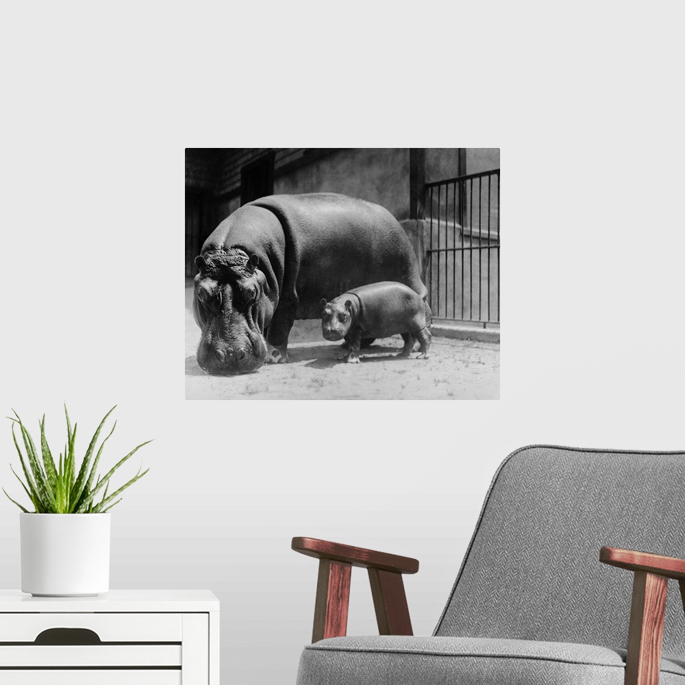 A modern room featuring Adult and Baby Hippopotamus