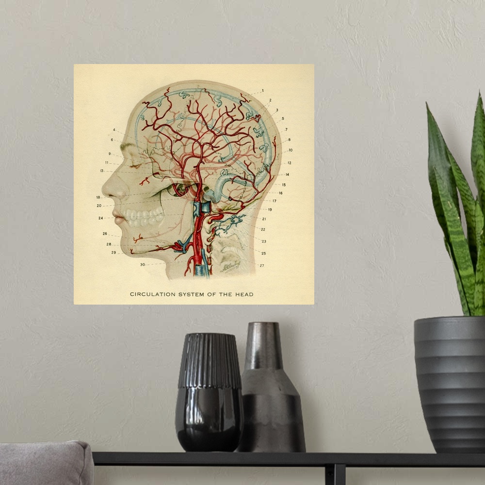 A modern room featuring Anatomy diagram showing crucial veins in human head and neck
