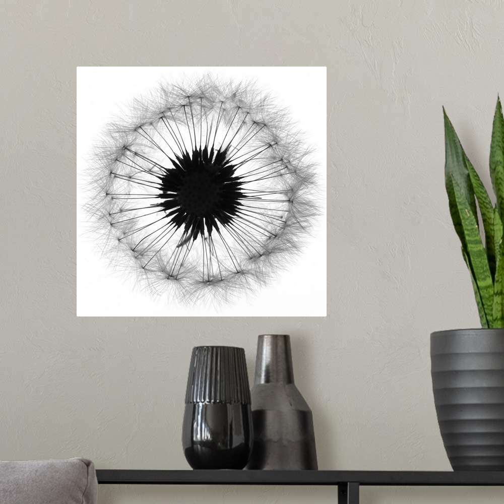 A modern room featuring Cross Section Dandelion on White