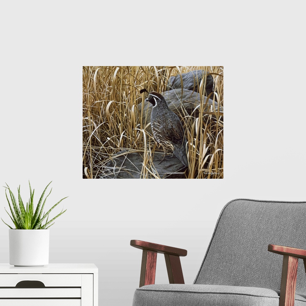 A modern room featuring A quail rests next to a large rock in the high grasses.