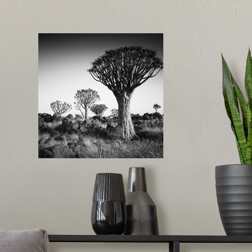 A modern room featuring Namibia Quiver Trees, black and white photography