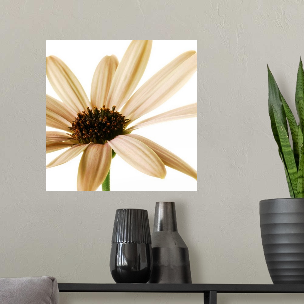 A modern room featuring Osteospurmum on White 01