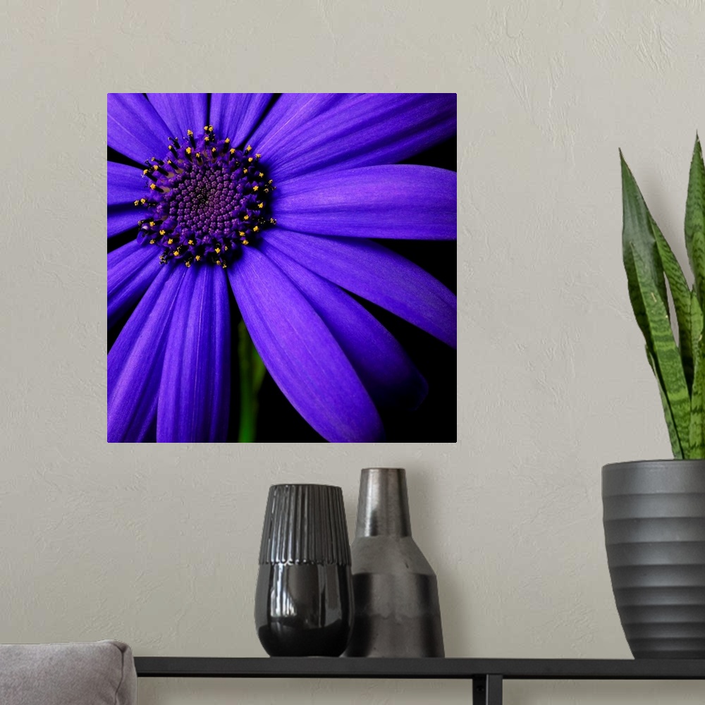 A modern room featuring Purple Flower on Black 02