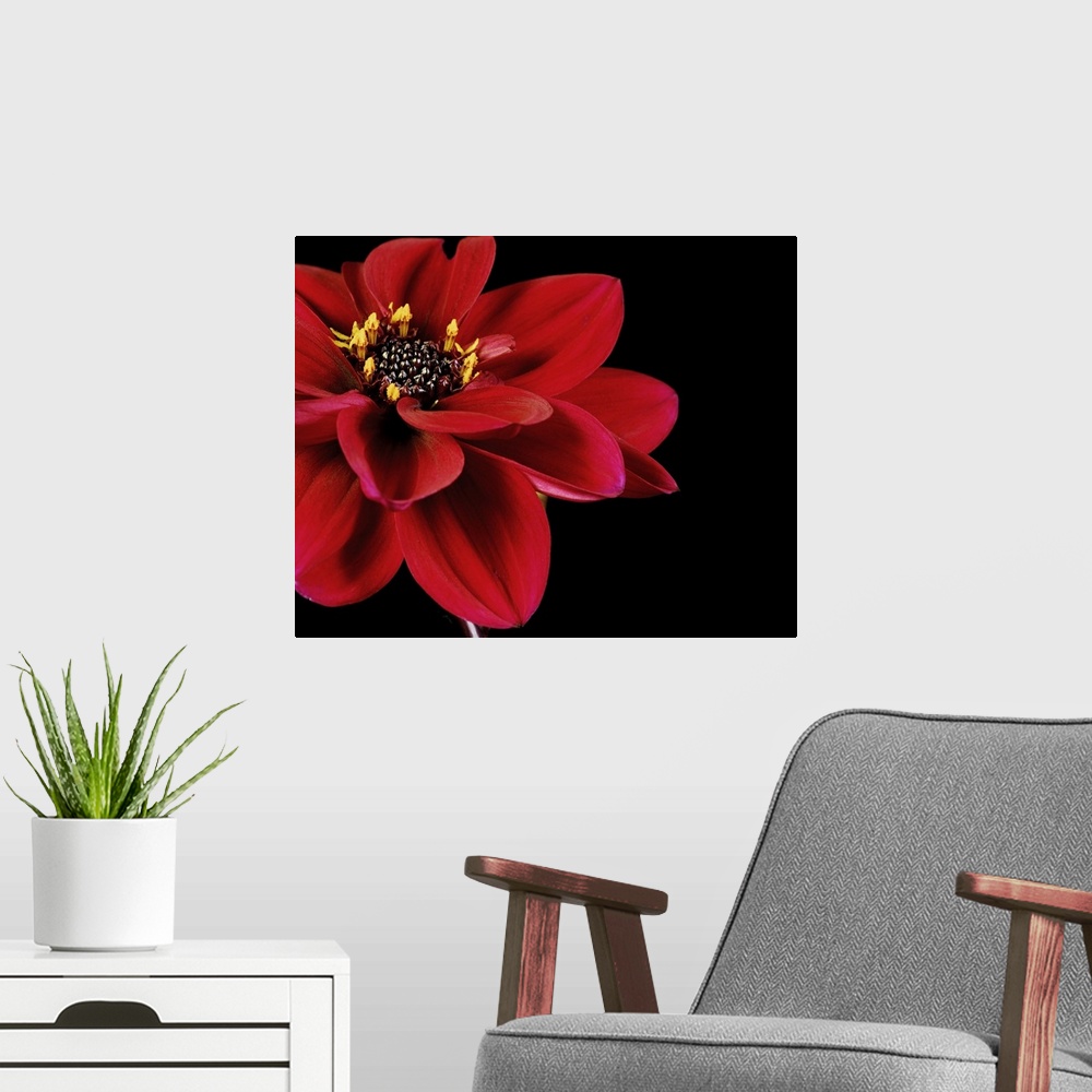 A modern room featuring Red Flower on Black 02