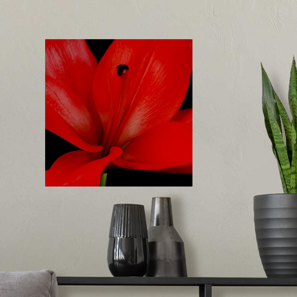 A modern room featuring Red Flower on Black 03