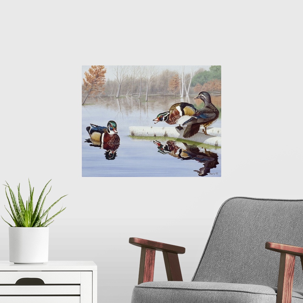 A modern room featuring Two wood ducks fighting over a female.