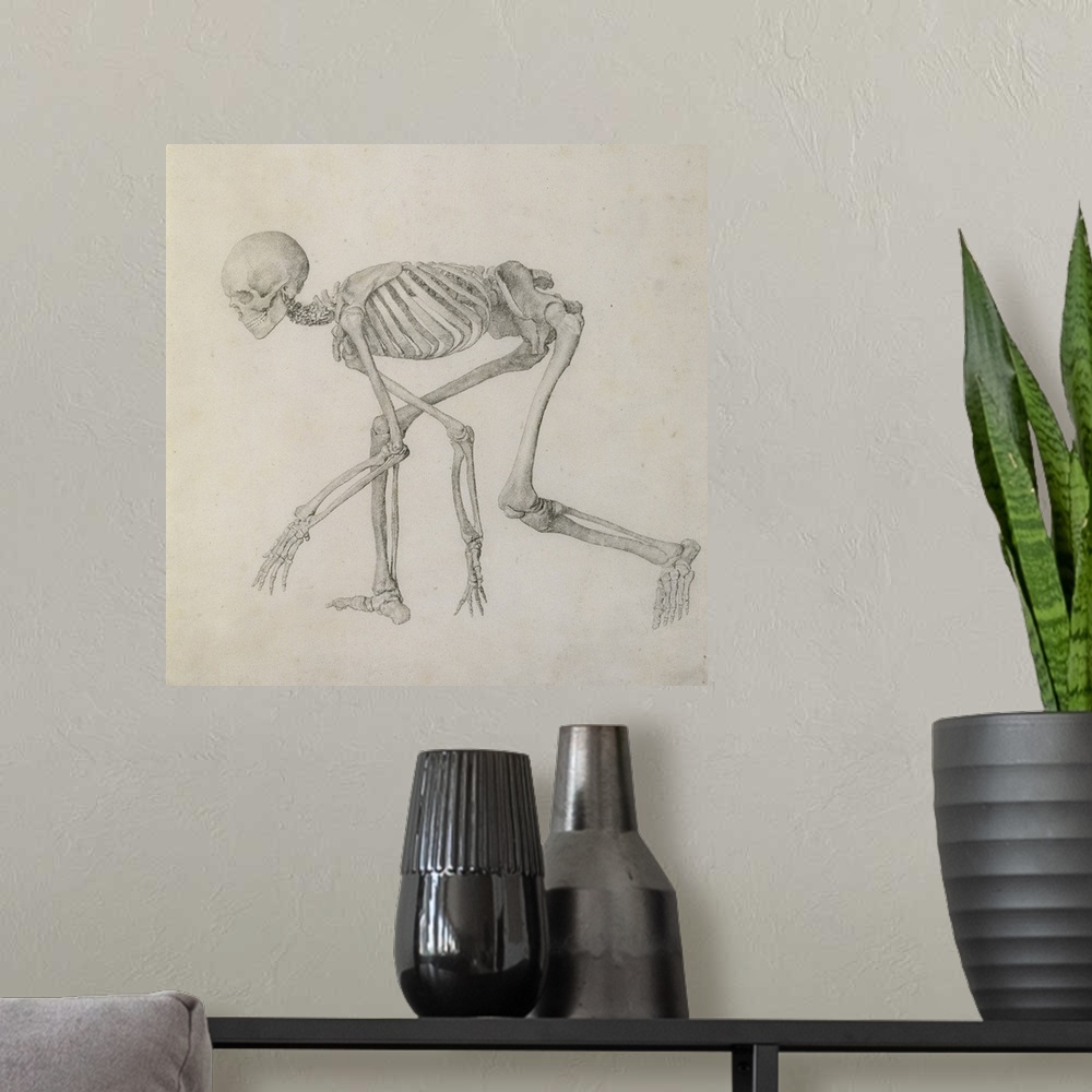 A modern room featuring Human Skeleton: Lateral view in Crouching Posture