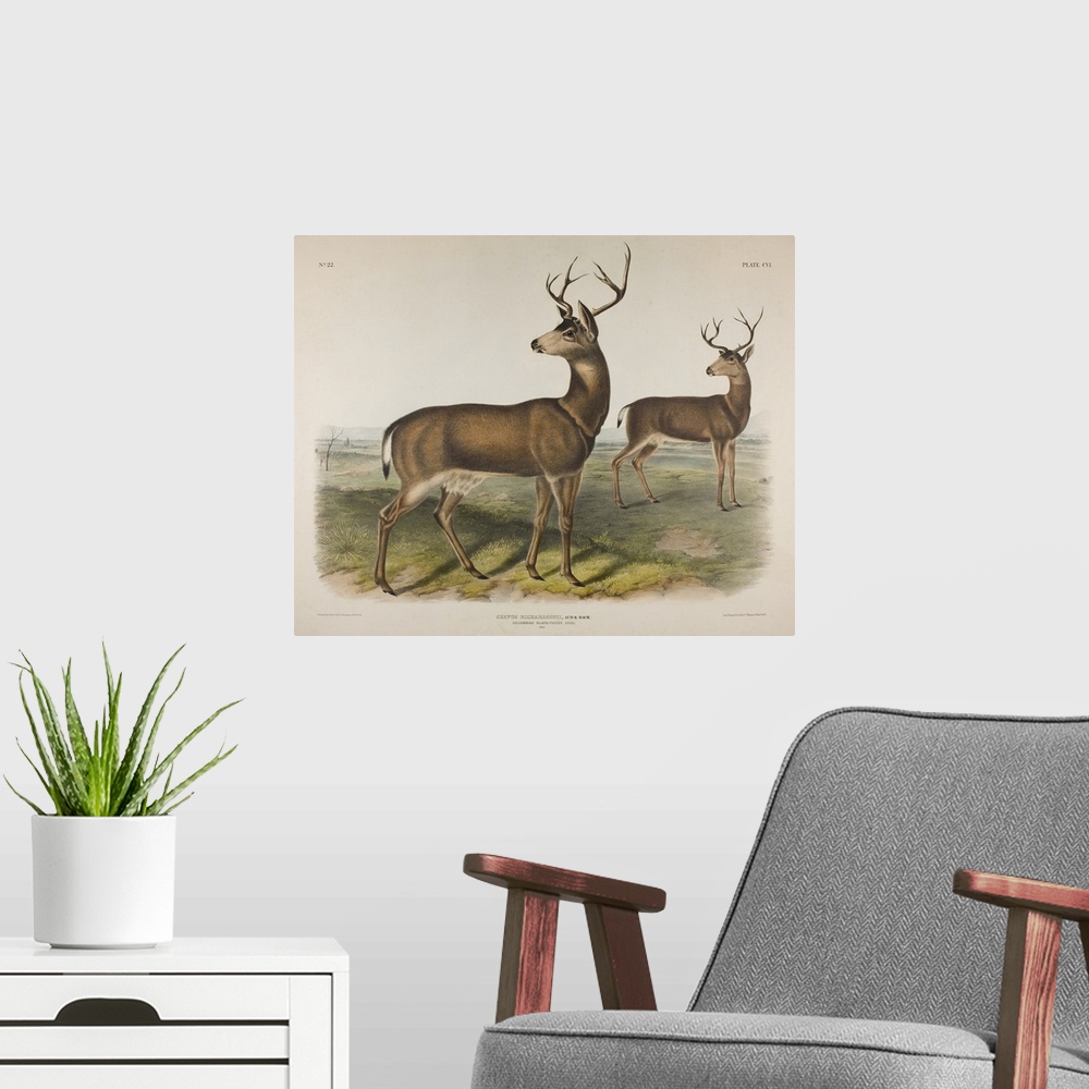 A modern room featuring Originally hand coloured and colour printed litho on wove paper.