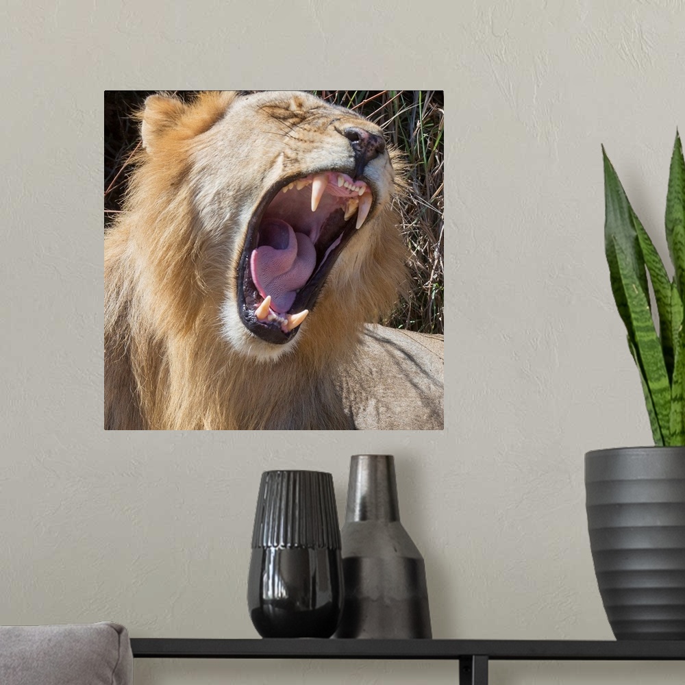 A modern room featuring Square photograph of a lion roaring and showing off its large teeth.