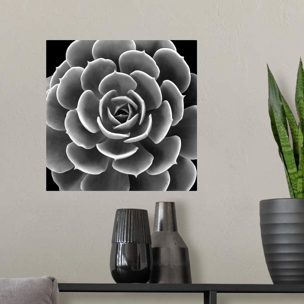 A modern room featuring Square illustration of a black and white succulent.