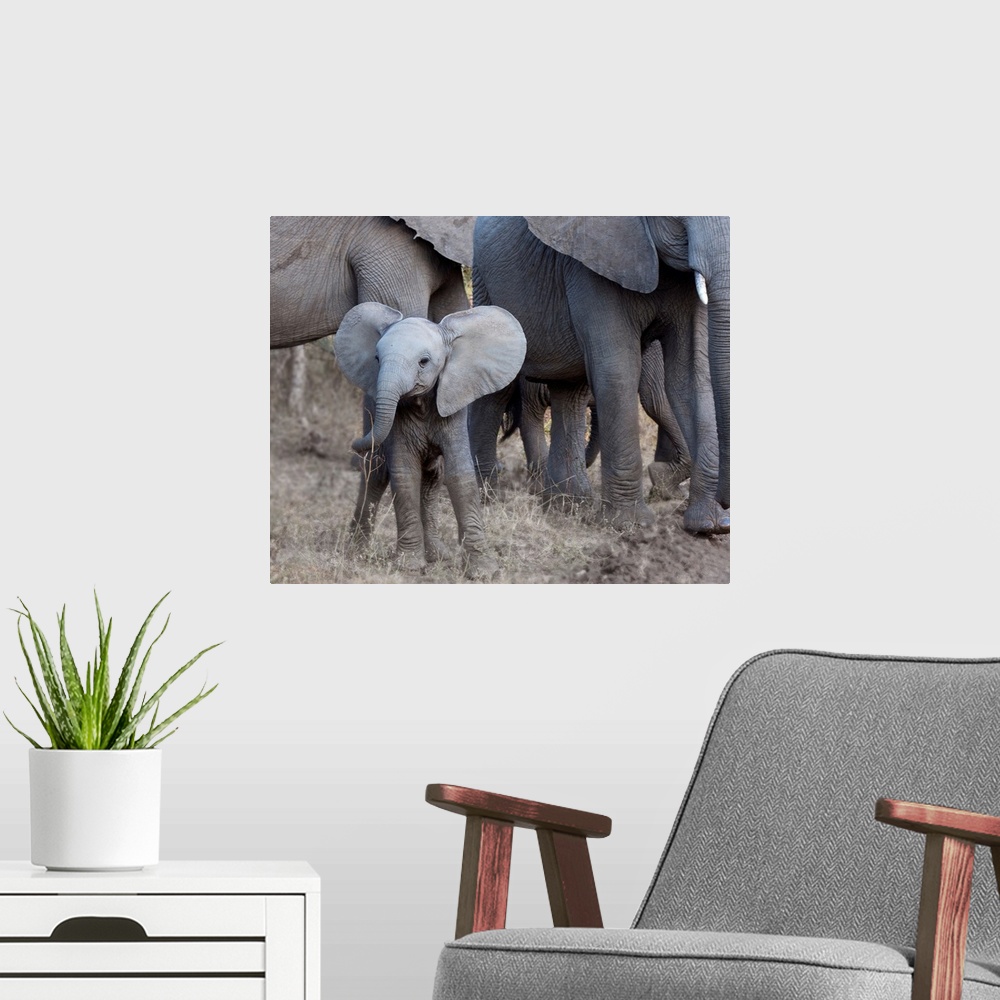 A modern room featuring Square photograph of a small elephant with larger elephants in the background.