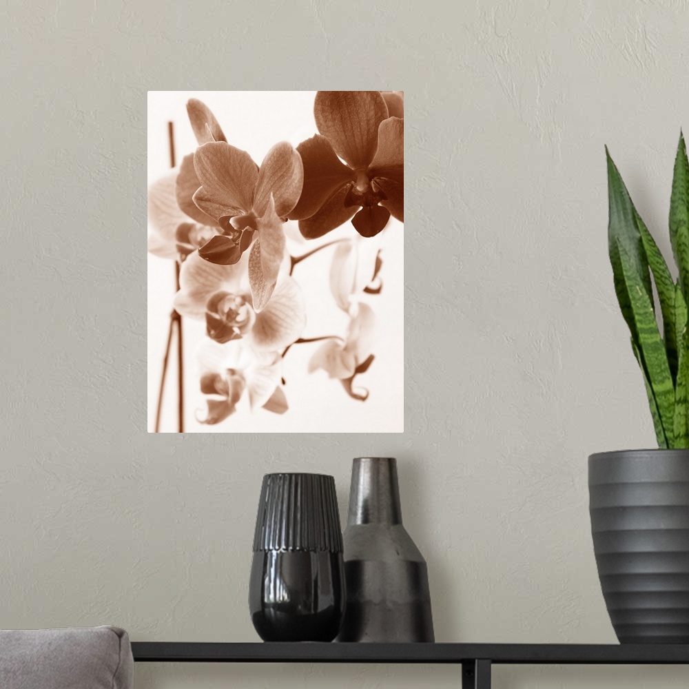 A modern room featuring A monochromatic photograph of a bunch of orchids with a soft appearance.