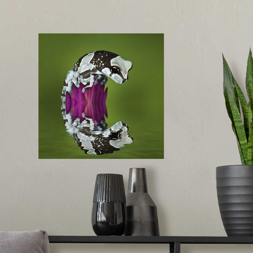 A modern room featuring Milk Frog and reflection, Trachycephalus resinifictrix