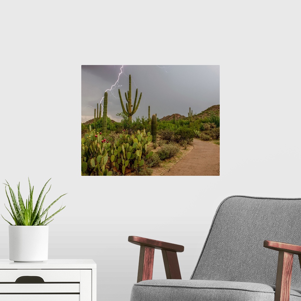 A modern room featuring USA, Arizona, Tucson, Saguaro National Park West, Lightning