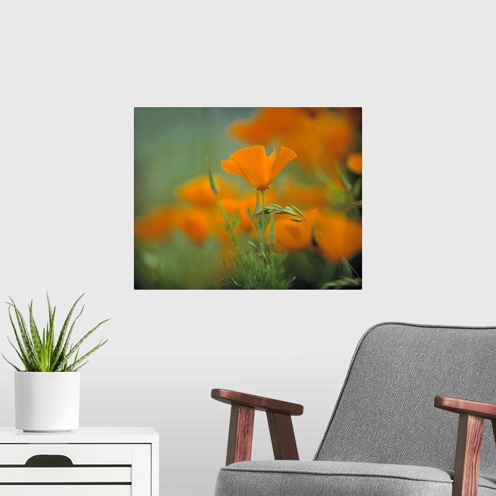 A modern room featuring California, Redwood National Park. California poppies cover the hillside in Redwood National Park...
