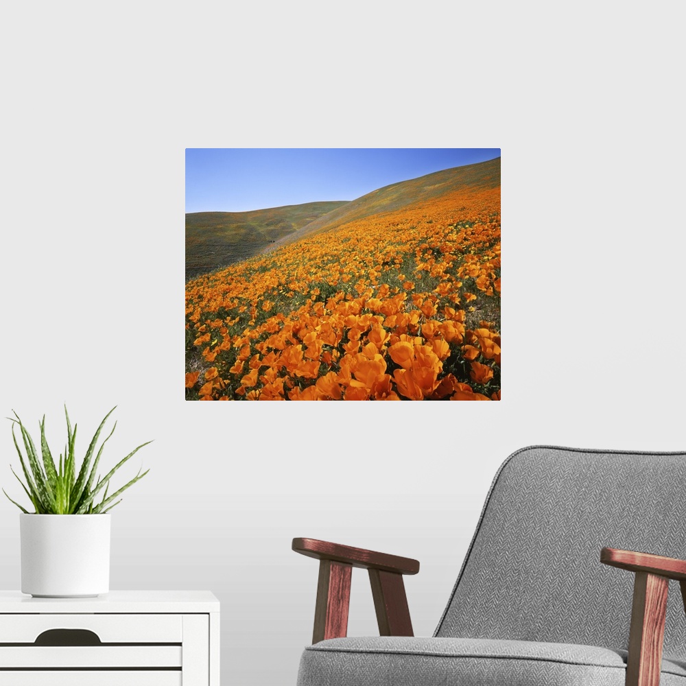 A modern room featuring USA, California, Tehachapi Mountains, California Poppies.