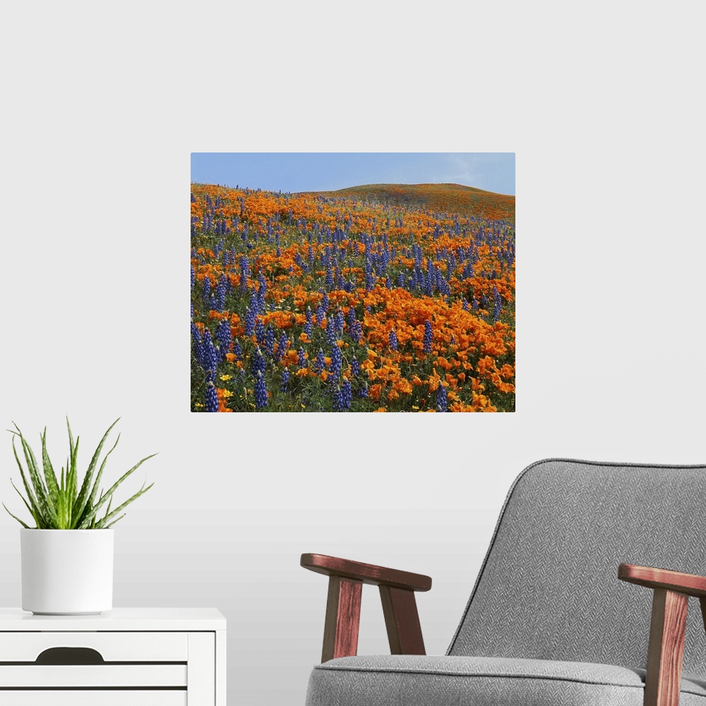 A modern room featuring USA, California, Tehachapi Mountains California Poppies, Lupine and Goldfields.