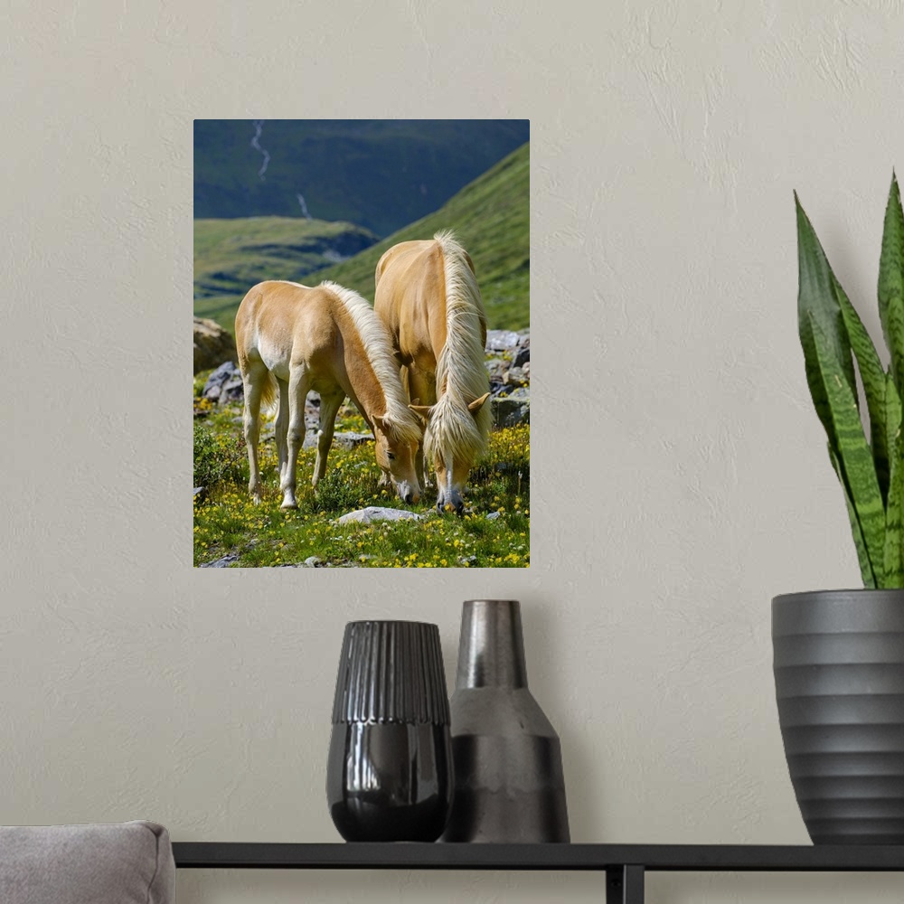 A modern room featuring Haflinger Horse On Its Mountain Pasture (Shieling) In The Otztal Alps, Austria, Tyrol