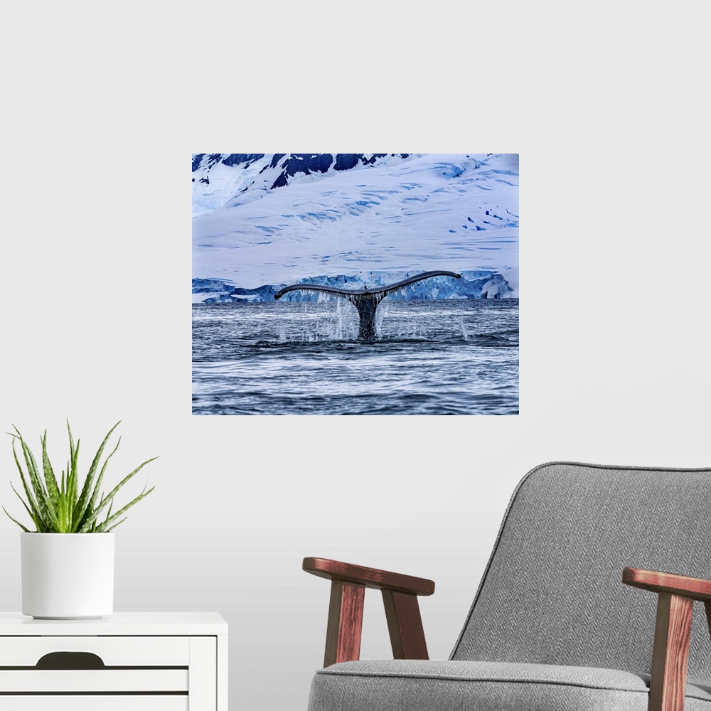 A modern room featuring Humpback baleen whale tail chasing krill blue, Charlotte bay, Antarctica.