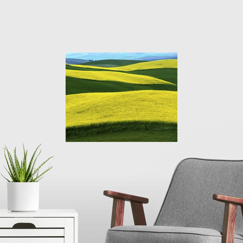 A modern room featuring USA, Idaho, Moscow, Canola Fields in bloom