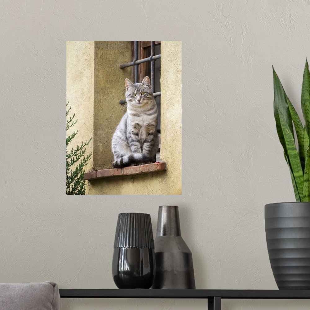 A modern room featuring Italy, Tuscany, Pienza. Cat sitting on a window ledge along the streets. Europe, Italy.