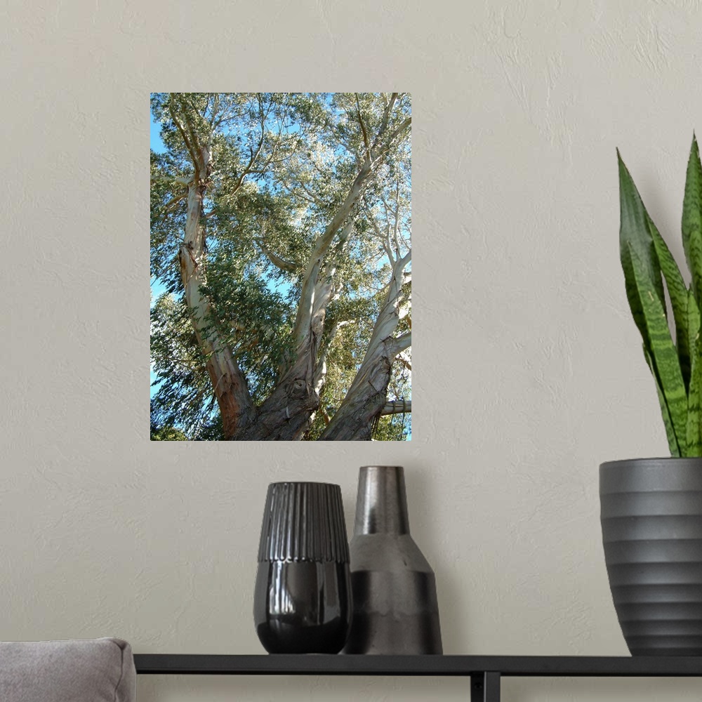 A modern room featuring NZ, Christchurch. Botanical Garden. Eucalyptus tree