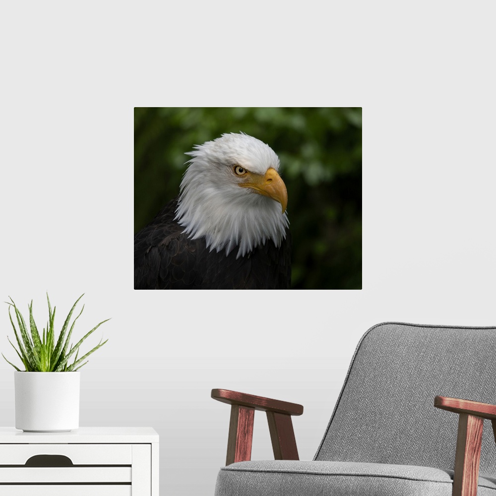 A modern room featuring Usa, Alaska. Alaska Raptor Center, this bald eagle poses for the camera. United States, Alaska.