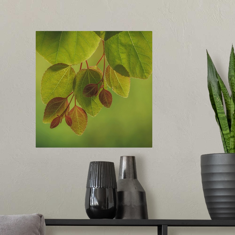 A modern room featuring USA, Washington, Seabeck. Close-up of katsura tree leaves in spring.