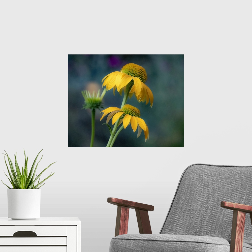 A modern room featuring USA, Washington State, Pacific Northwest, Sammamish yellow cone flower. United States, Washington...