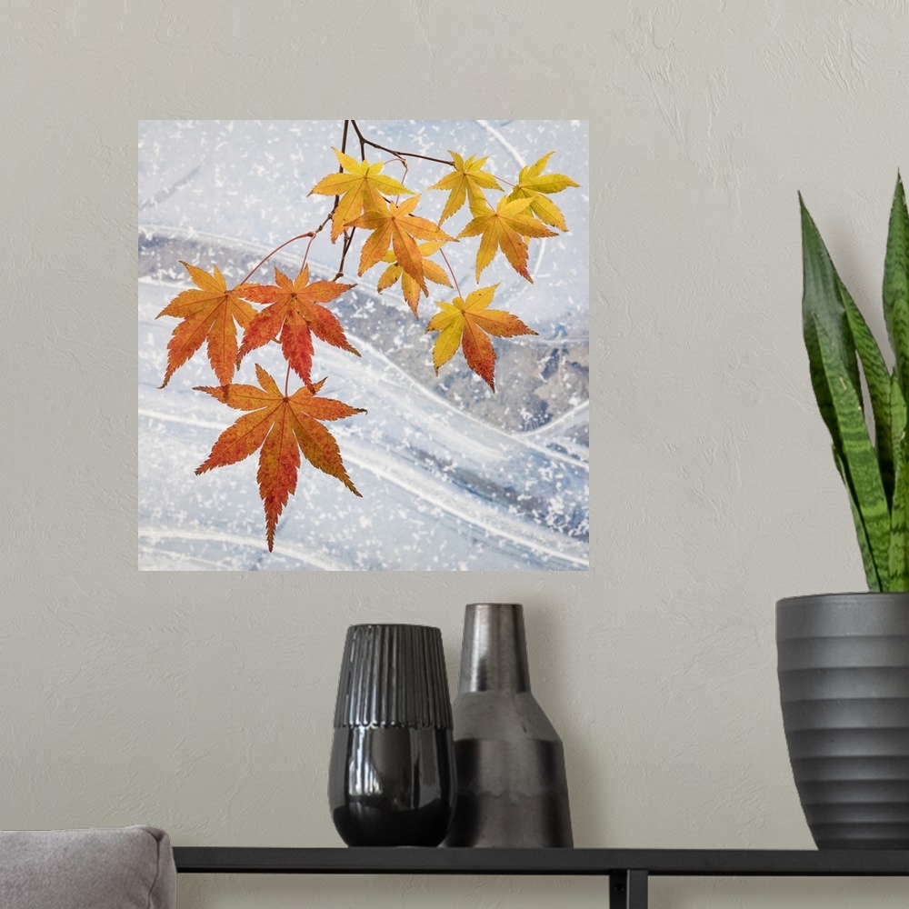 A modern room featuring USA, Washington, Seabeck. Japanese maple leaves and ice.