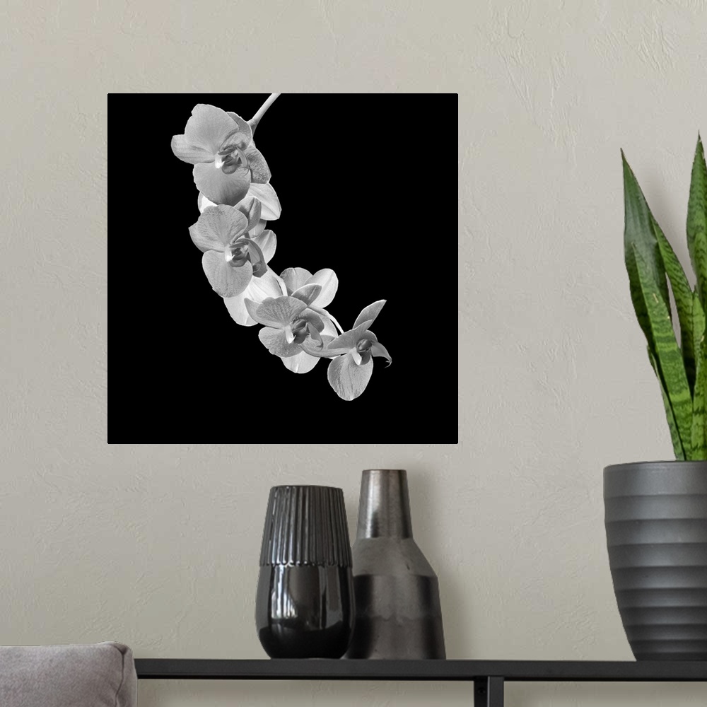 A modern room featuring Bright high key monochrome white orchid blossom branch macro on black background in vintage paint...