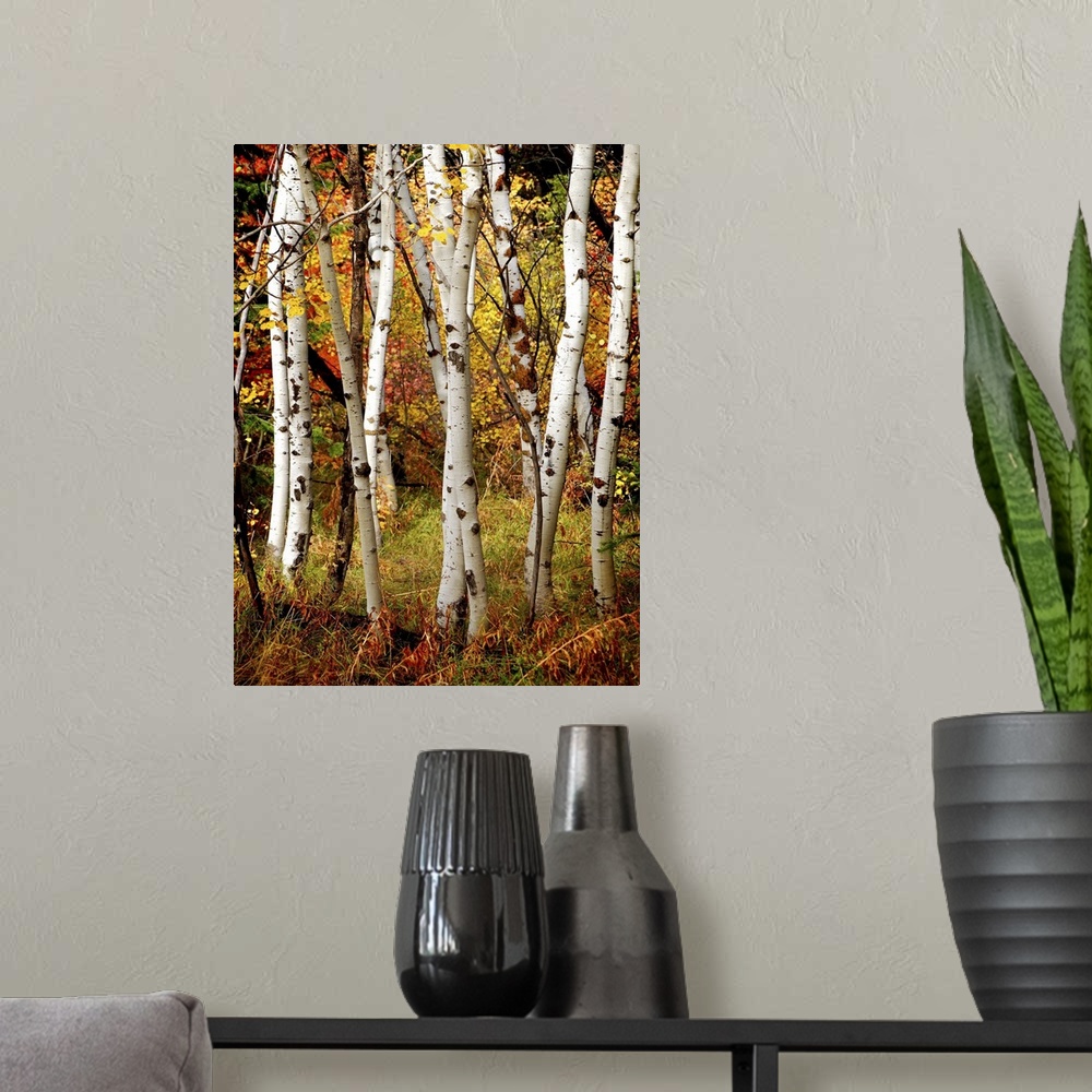 A modern room featuring White fall birch trees with autumn leaves in background.