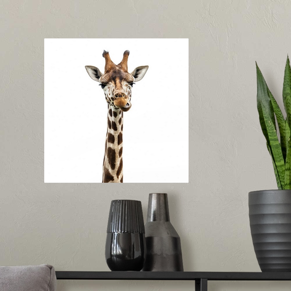 A modern room featuring Funny giraffe face isolated on white.