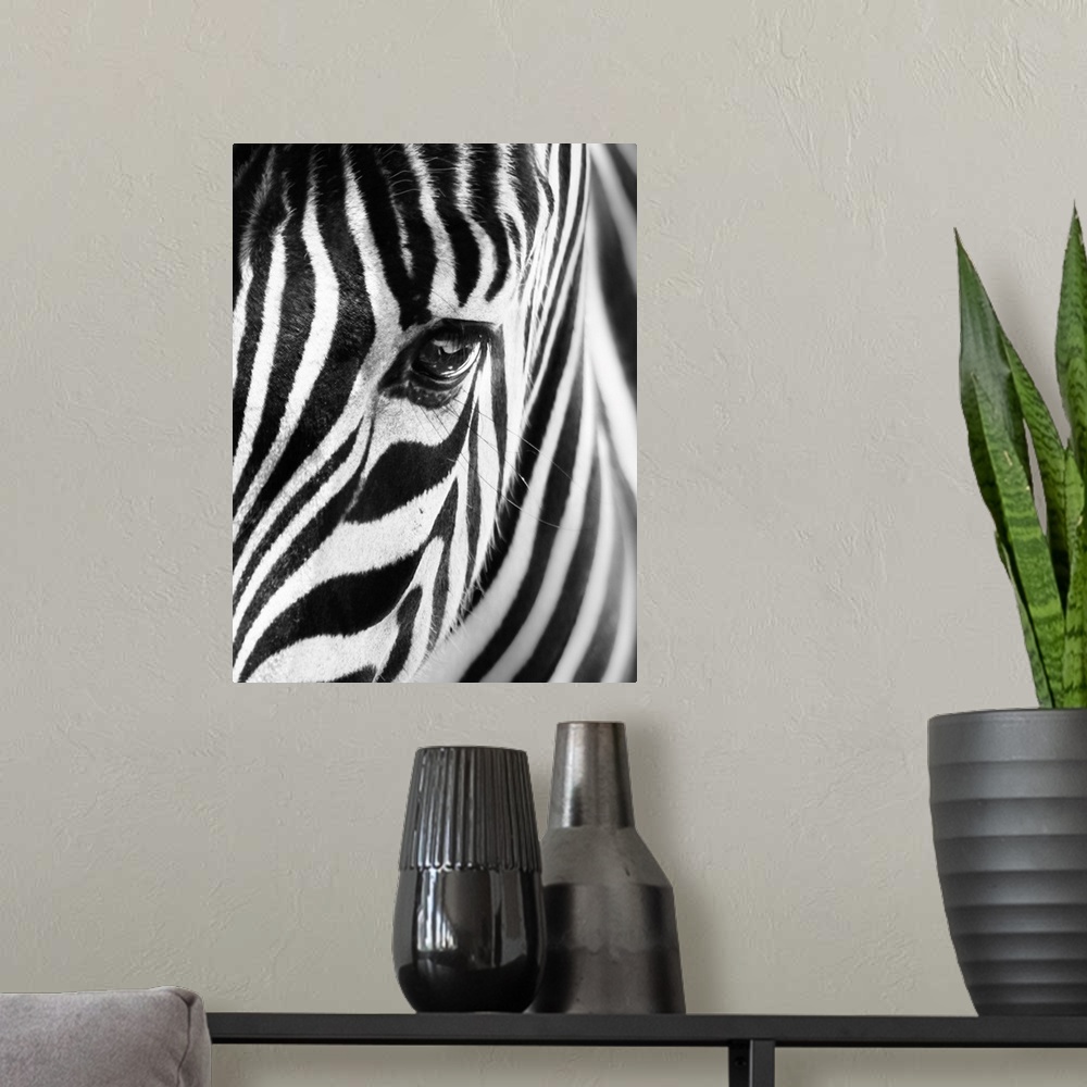 A modern room featuring Portrait Of A Zebra In Black And White