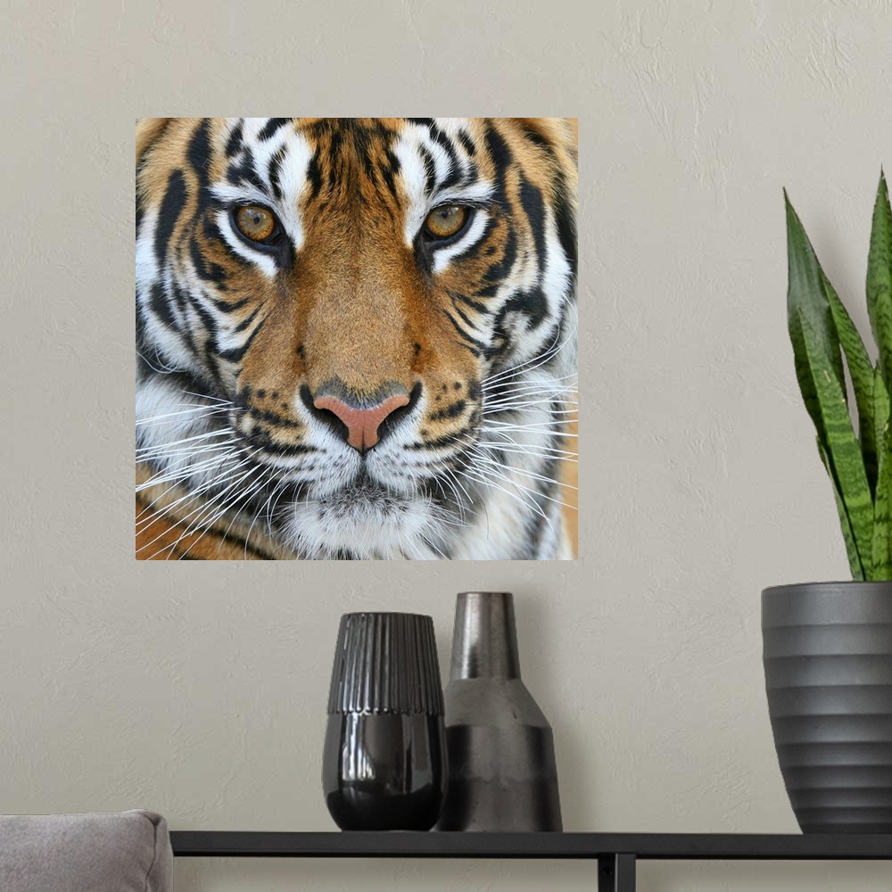 A modern room featuring Tiger