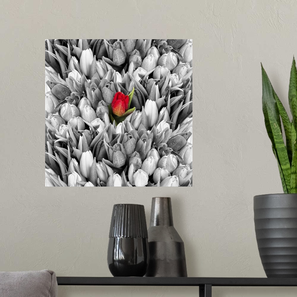 A modern room featuring Tulips. Fresh spring flowers with water drops. Black white with one red flower.