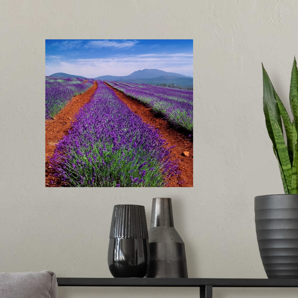 A modern room featuring Australia, Tasmania, Lavender field