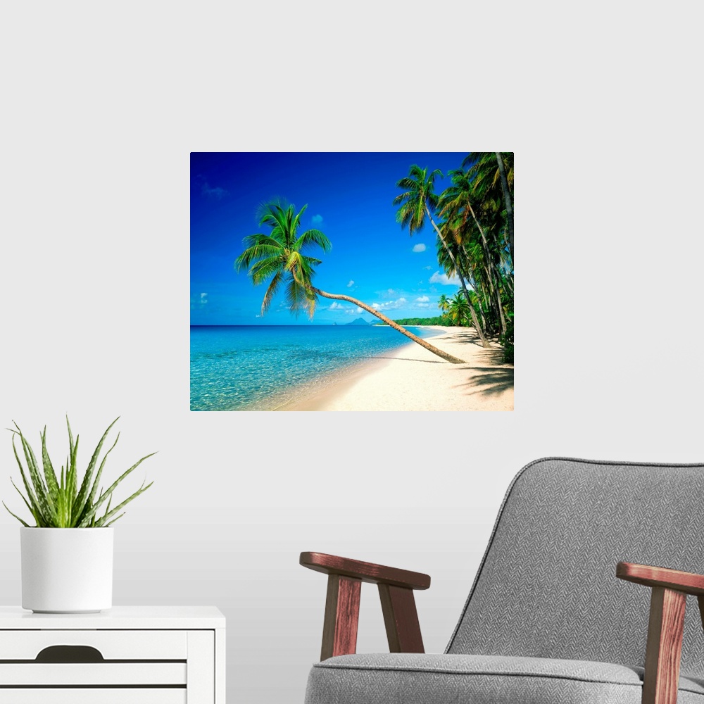 A modern room featuring Beach with palm tree