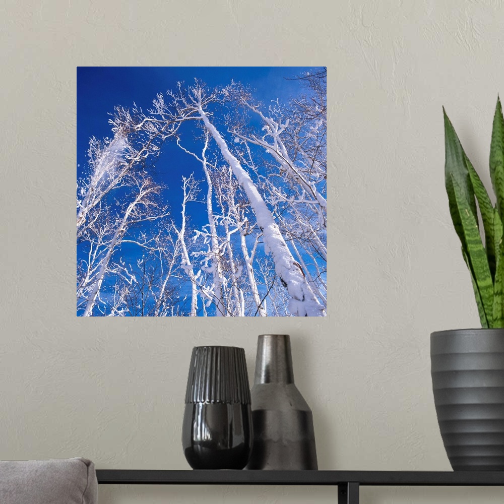 A modern room featuring Quebec, Canada, January 20, 2003. Frost covered trees in winter..Photo:Alberto Biscaro