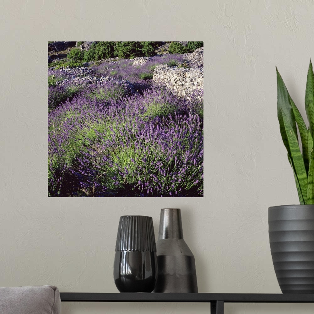A modern room featuring Croatia, Dalmatia, Hvar island, Typical lavender fields